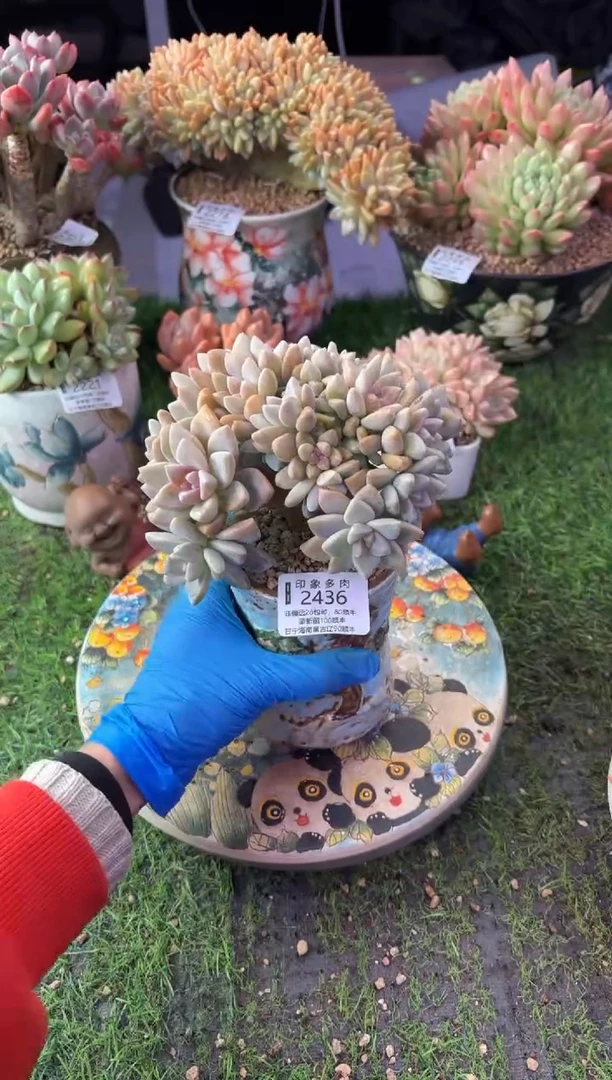 昆明印象多肉2436