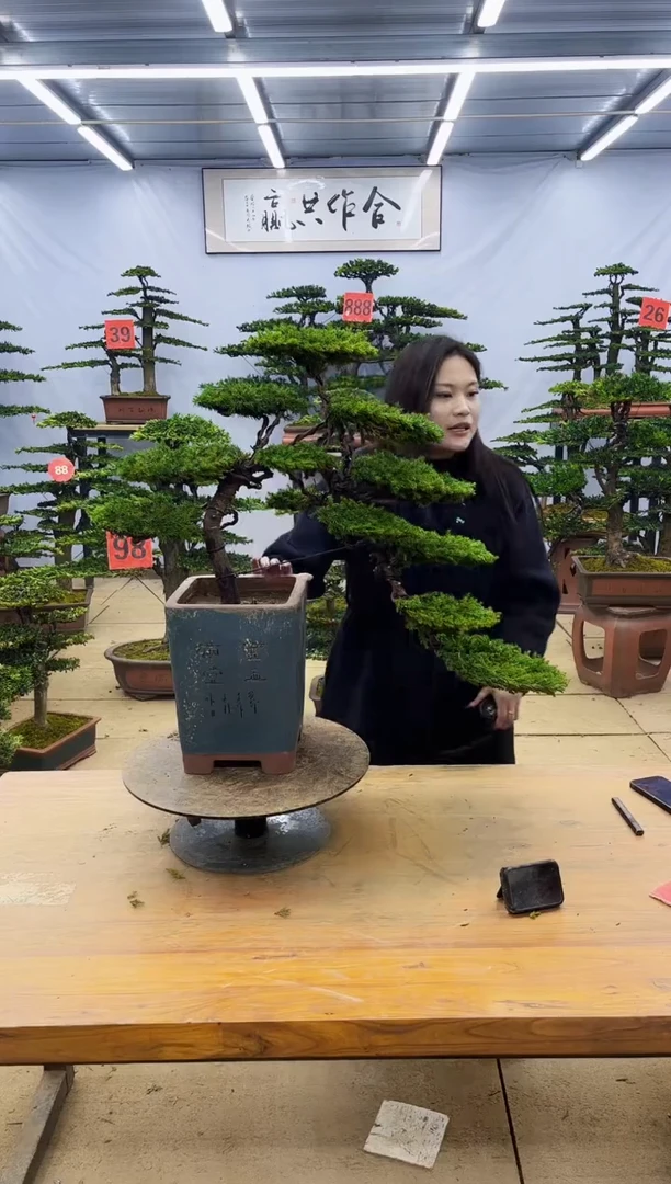 【闪购商品】高端盆景一物一拍，所见即所得