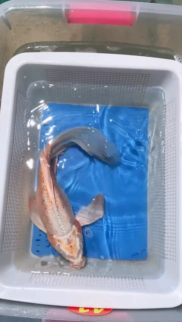 锦鲤锦鲤蝴蝶鲤鱼拍开箱视频包售后