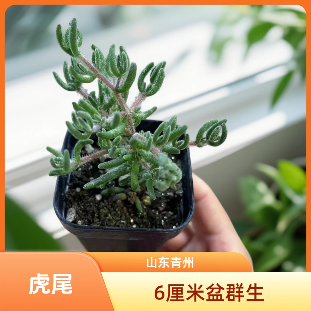 虎尾枝干番杏6厘米盆老桩多肉