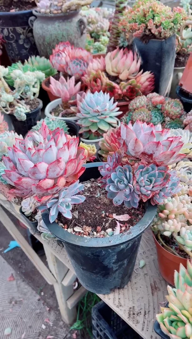 13133多肉植物一物已拍