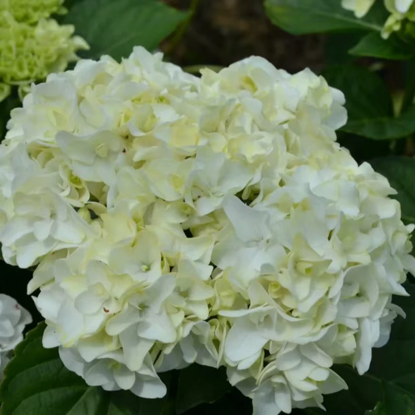 雪舞重瓣绣球 云南基地直发带花苞耐寒老桩好养美观新手易养