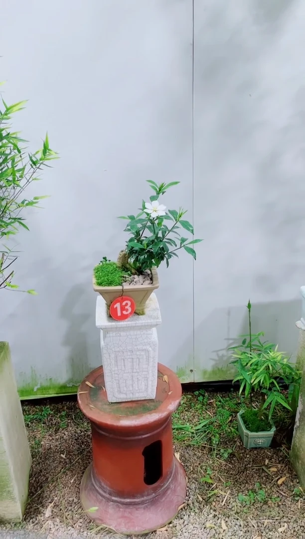 【闪购商品】竹子盆景竹子盆景