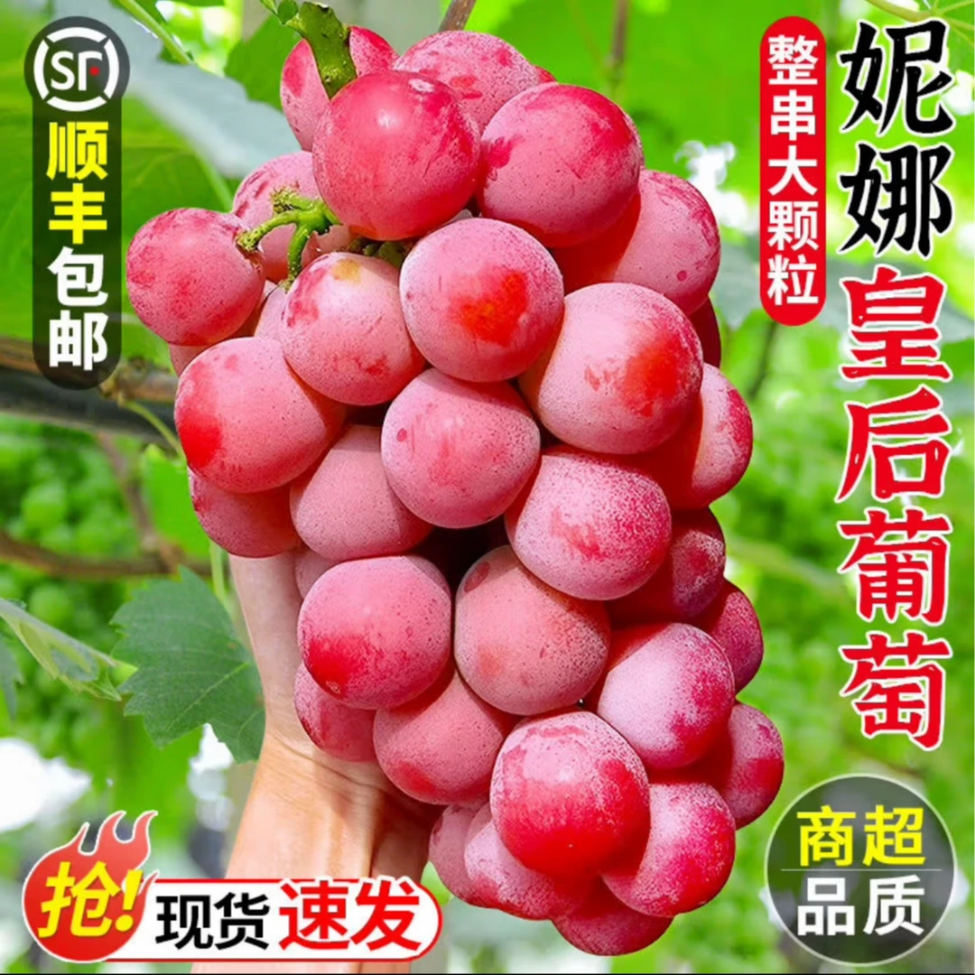 【妮娜皇后葡萄】高端新鲜当季整串现采现发送礼高端顺丰空运包邮
