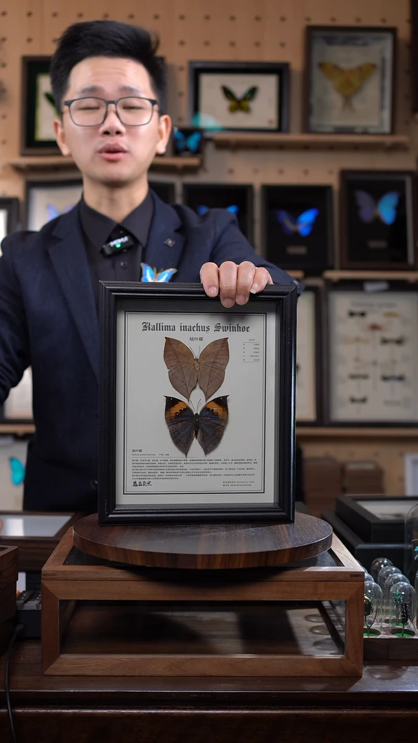 枯叶蝶正反两只中文版10寸欧式框