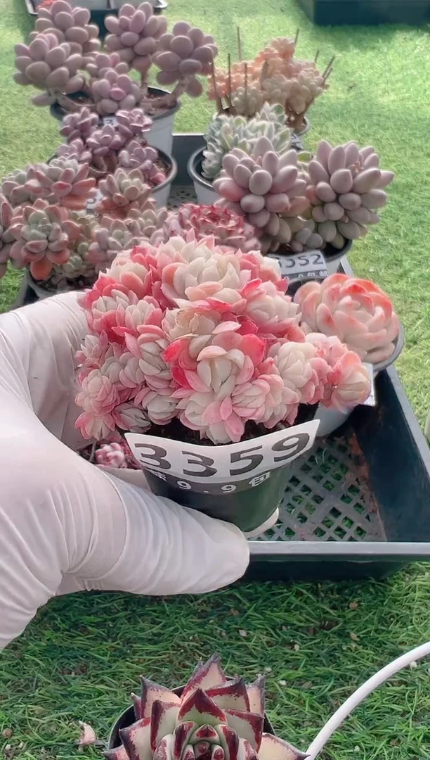 【闪购商品】信福多肉一物一拍