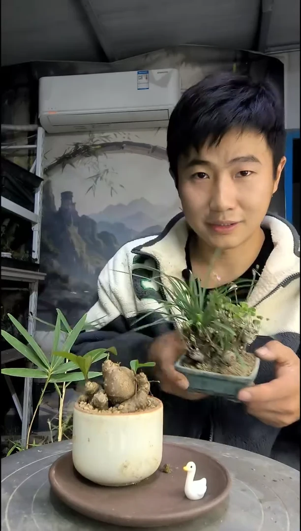 涛*中青园艺一物一拍462