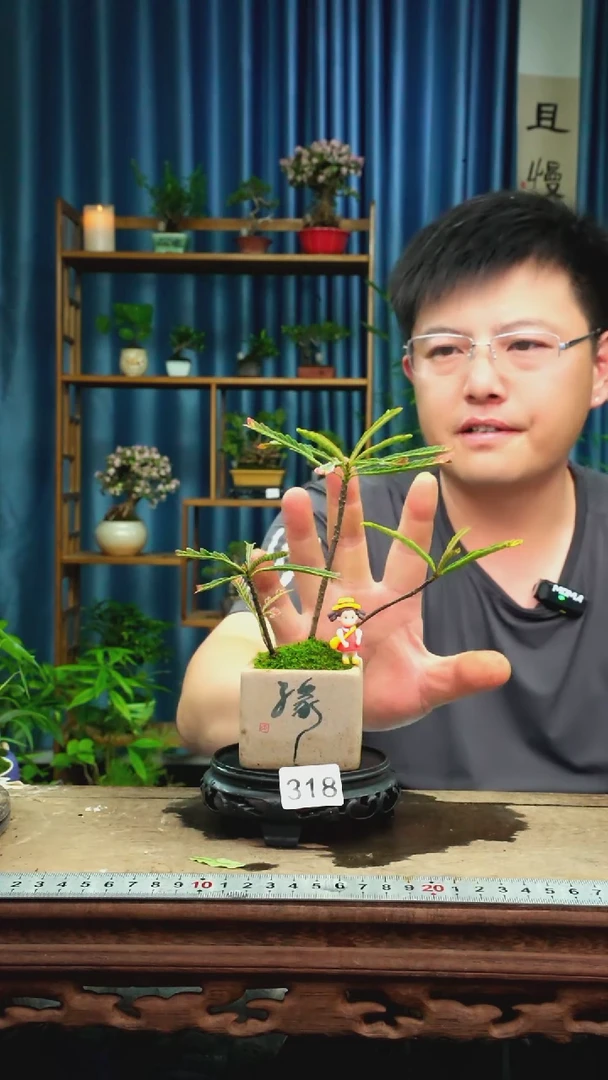 无花朵苔藓微景观318号