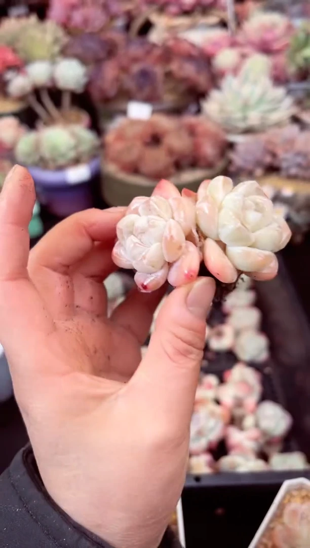 【闪购商品】5065花海的冰玉多肉