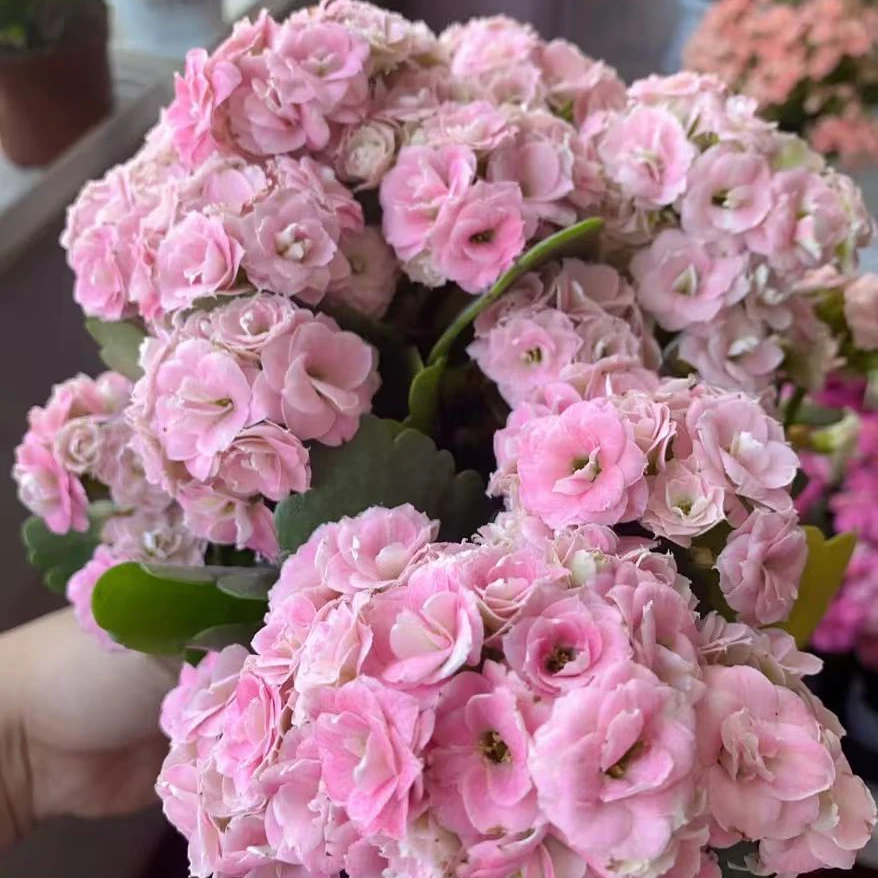 克拉拉（大盆）~栽活懒人花卉美观室内客厅阳台易活花。