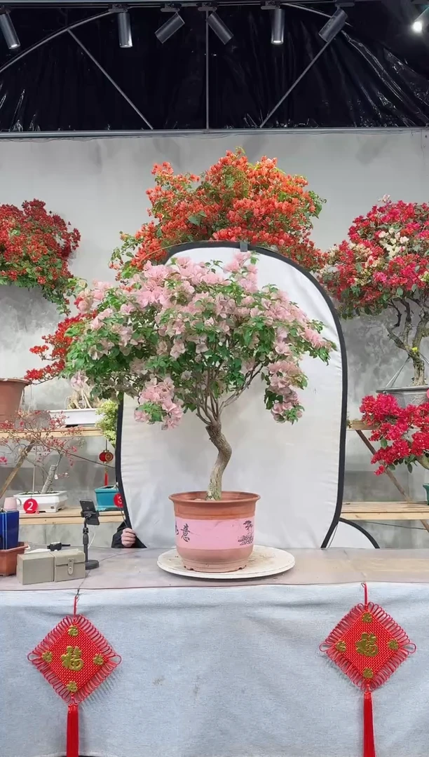 【闪购商品】盆景暗斑丽人