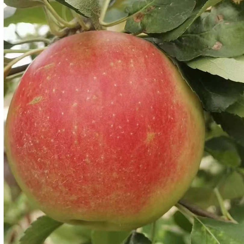 大连现摘正宗嘎啦苹果新鲜应季又脆又甜2-3个一斤果园直发