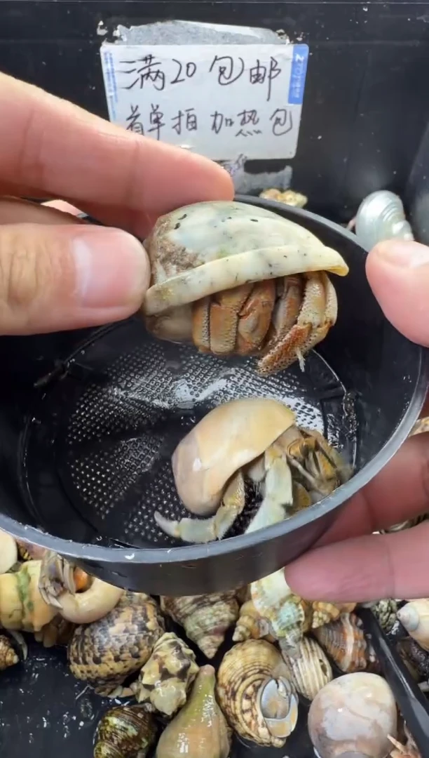 奥瓜两只包活到手一只，不包全品