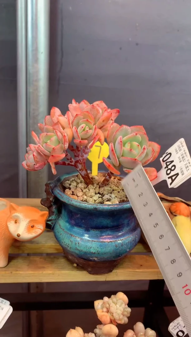 048A（一物一拍，精品多肉，w所见即所得 ）