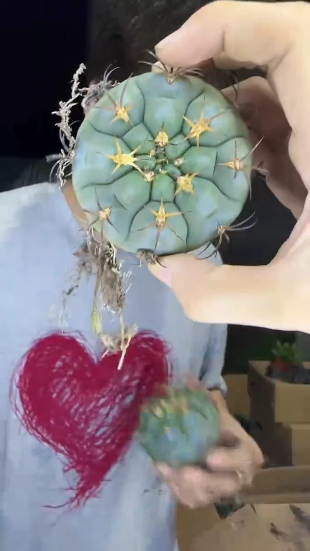 实生根 大单头 天紫玉