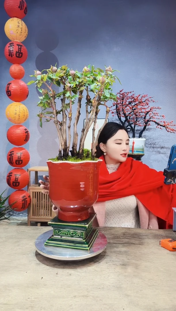 【闪购商品】盆景牡丹