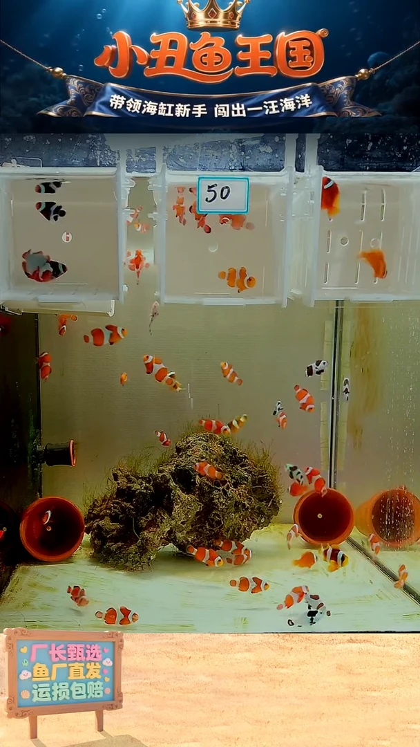 海水鱼一对熊猫 全品3.5-4