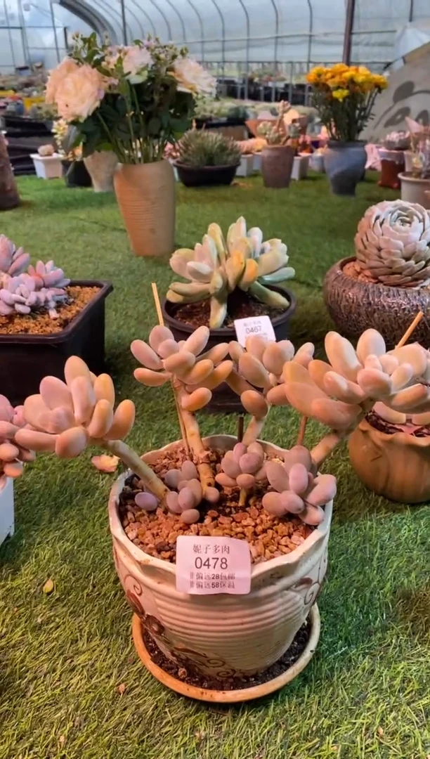 0478aa（满28包邮发货）