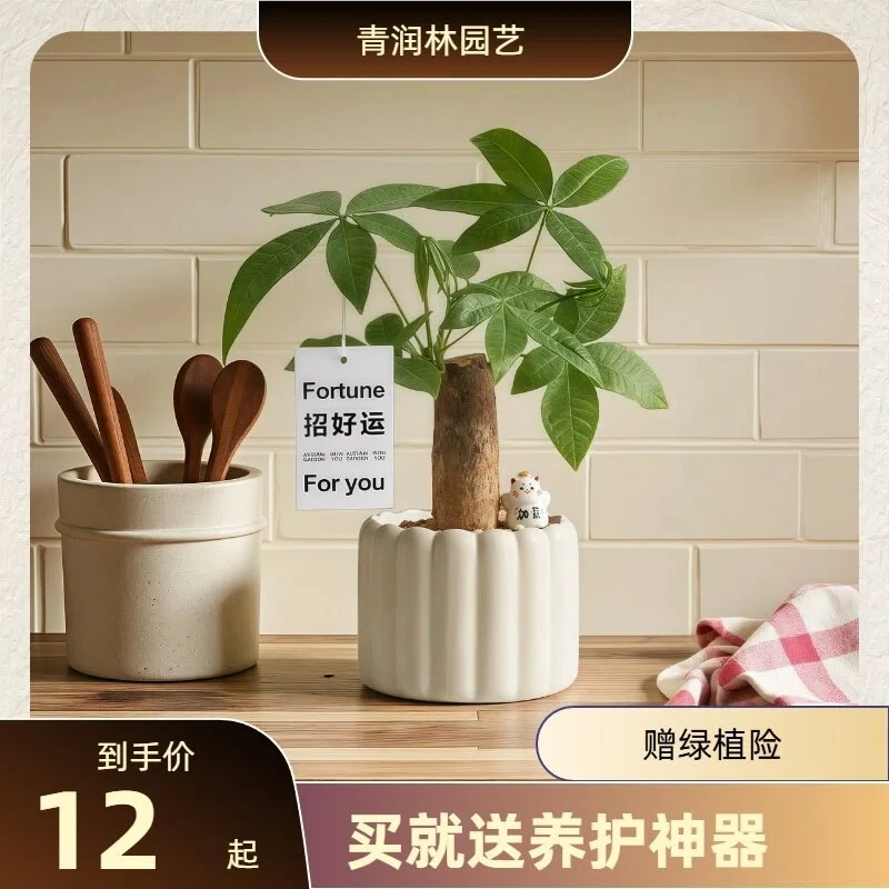 新年桌面焕新发财树办公室治愈桌面好养四季常青发财树盆栽