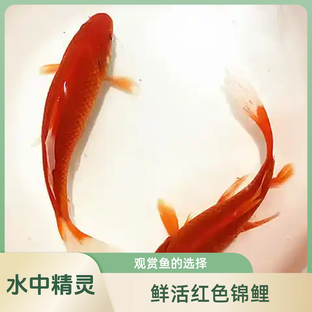 7条大尺寸9-12厘米胭脂红金鱼混搭皮实耐活冷水观赏鱼渔场直发