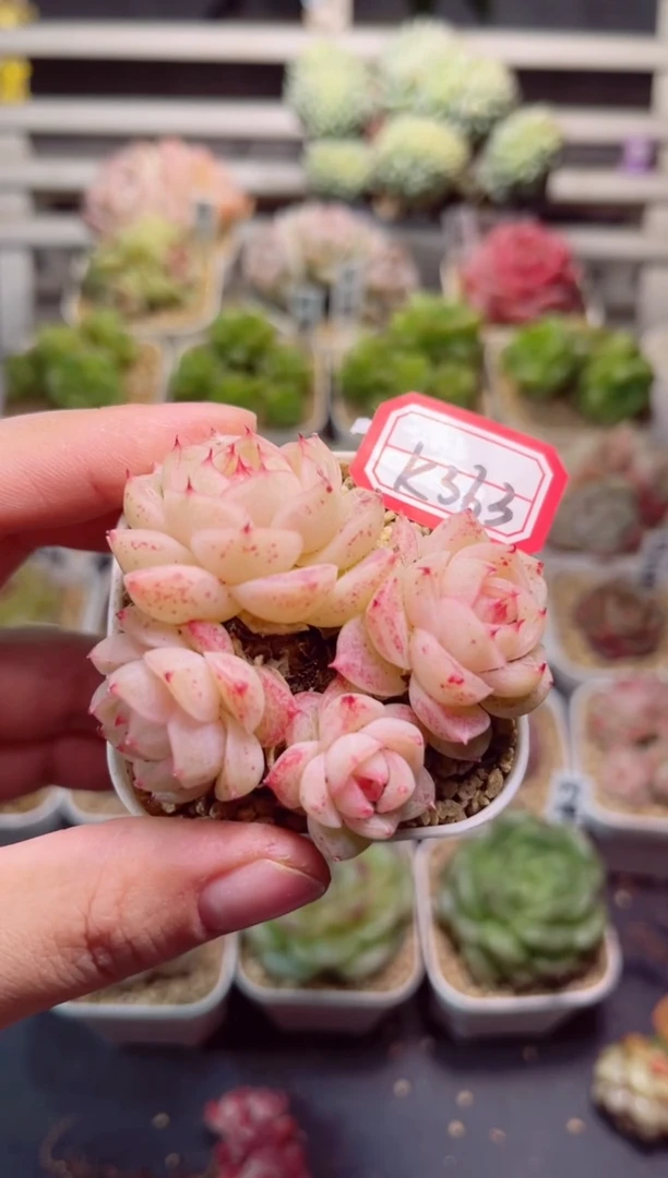 【闪购商品】K363樱花树一物一拍