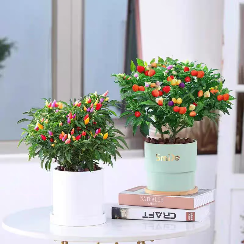 观赏五彩椒100混色包邮(送种子)