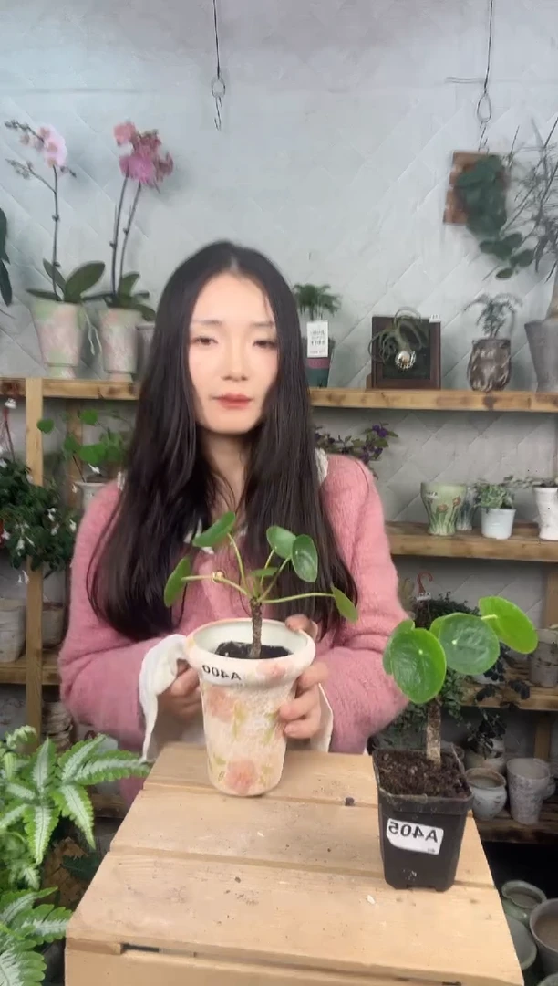 无花朵可****罐400镜面草