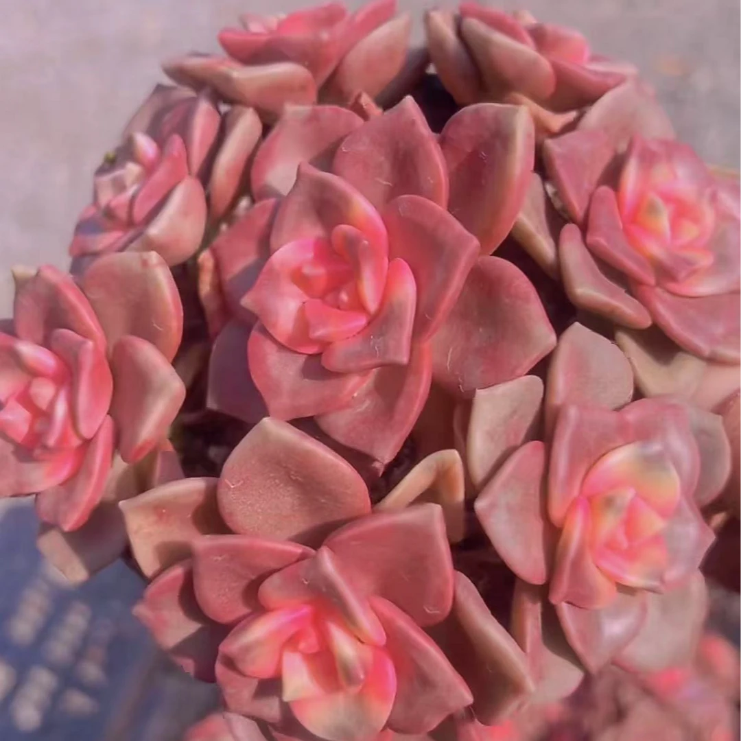 鹅肝散装（多肉植物）满19.9包邮 云南基地源头直发 新手好养