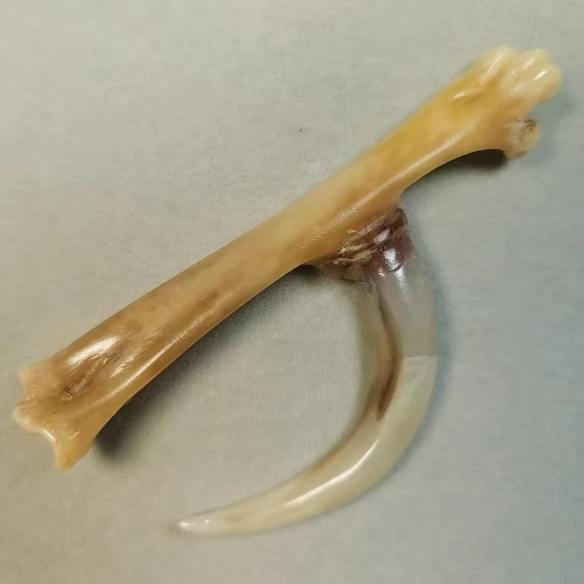 文玩鸡爪骨手把件