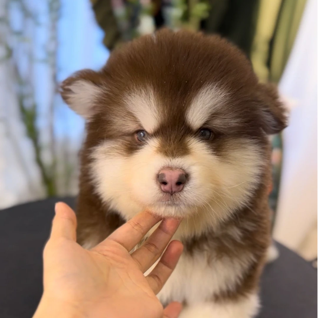 袁嬢嬢宠物严选阿拉斯加弟弟【巧克力】