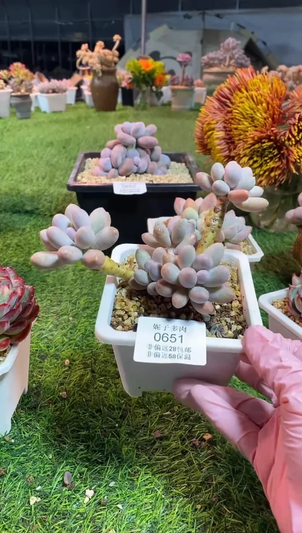 【闪购商品】0651a