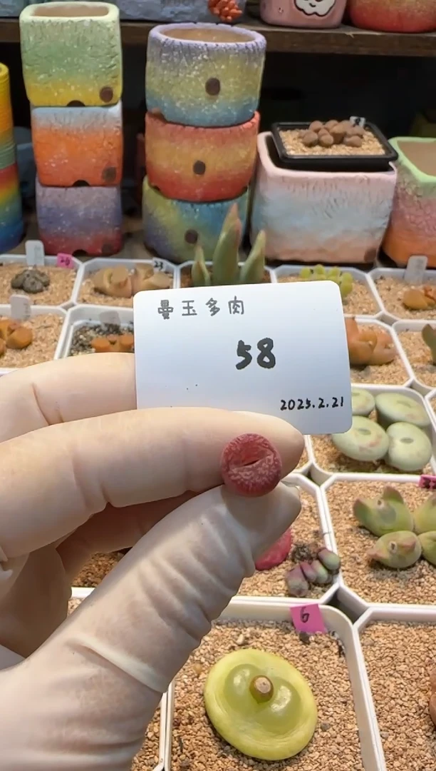 【闪购商品】25.2.21-58