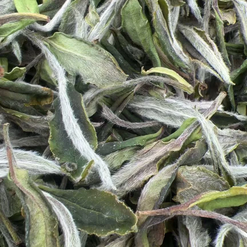 2025年特级牡丹冰糖香雨前高山春茶