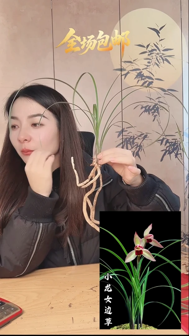 当前无花栽培后可以开花：小龙女边草