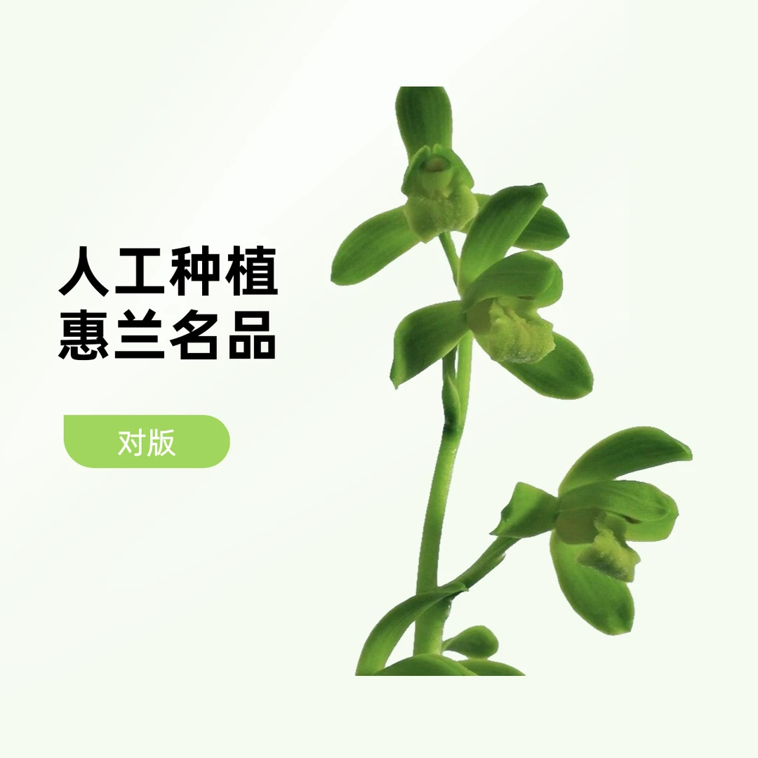 【国荷】惠兰名品 老种3苗 高端兰花 花开浓香 人工种植