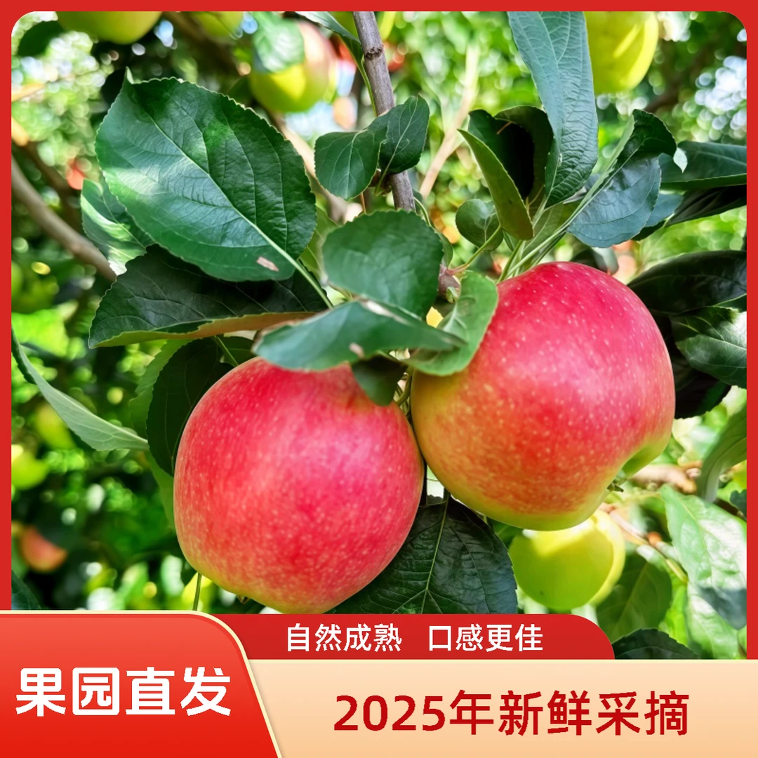 鲁丽苹果酸甜苹果山东鲁丽小苹果新鲜苹果