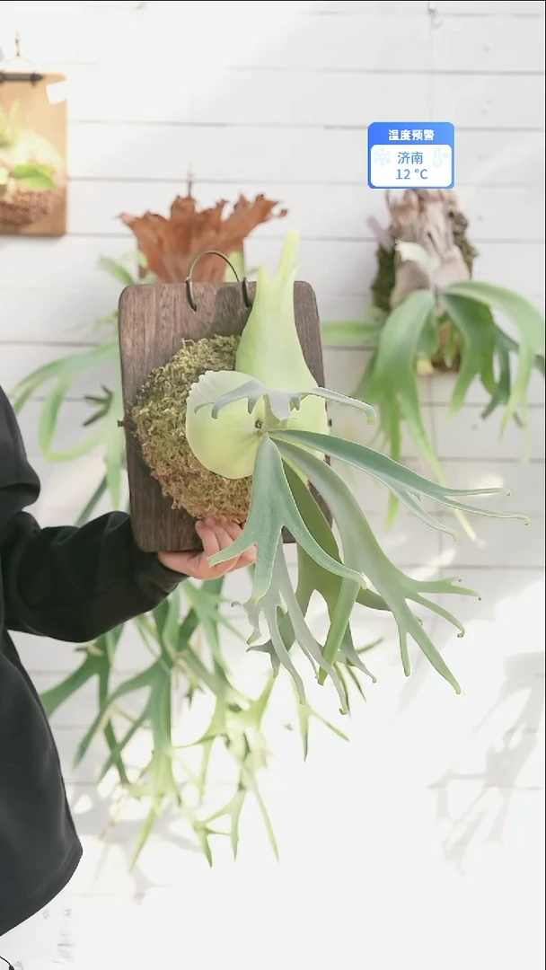 完全开放A009 卷手黄月