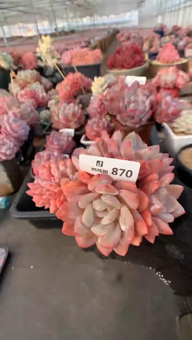 870雪天使缀多肉植物一物一拍