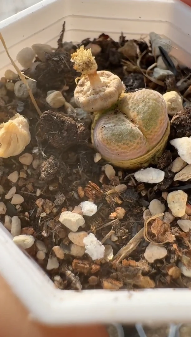 美丽的肉石头24-147瓷娃娃