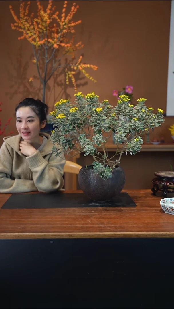 全部花朵高山寒菊盆景盆景