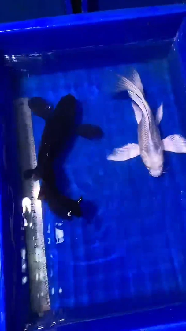 蝴蝶鲤鱼蝴蝶鲤直播选鱼专用链接 凭开箱视频售后