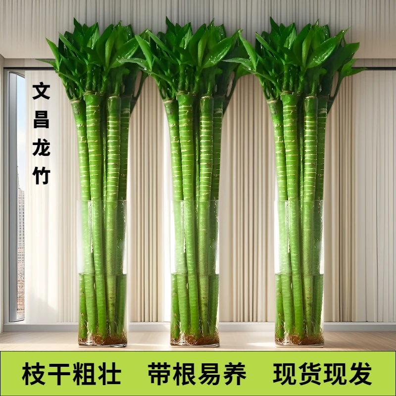 转运竹龙竹培植物带根水养富贵文昌竹节节高水养客厅室内好养绿植