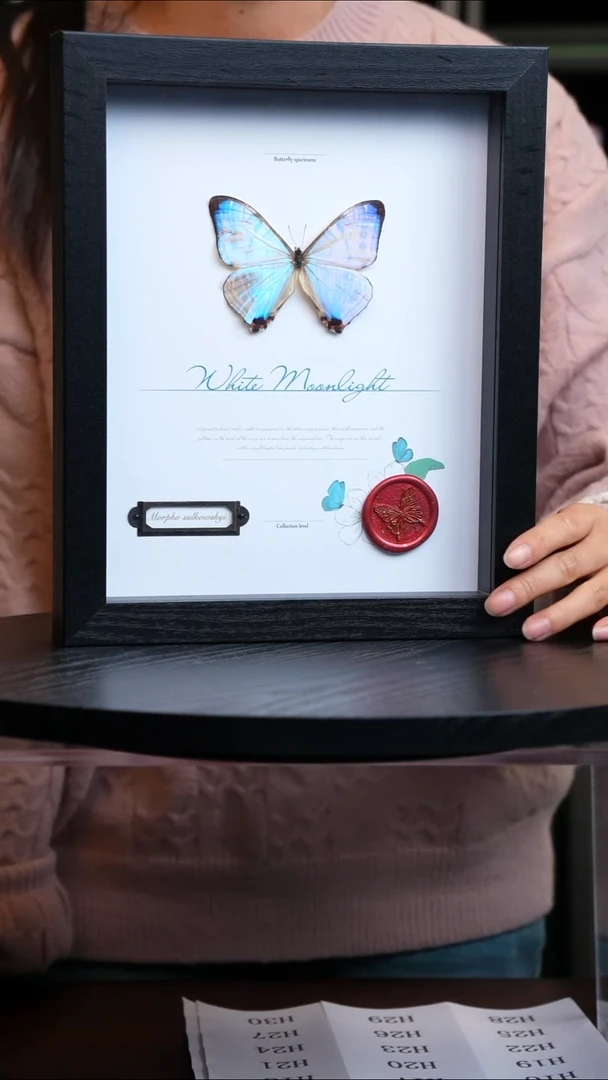 夜明珠闪蝶标本摆件