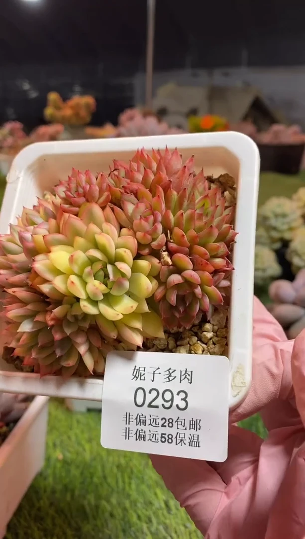 【闪购商品】0293a