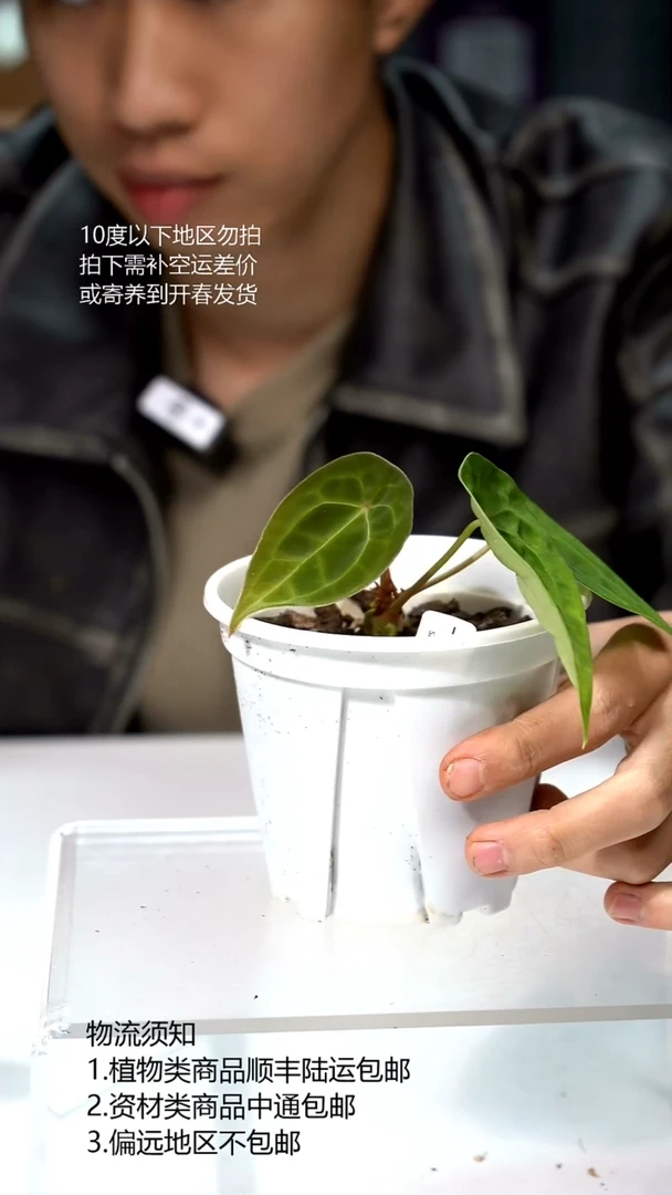 完全开放原种盾