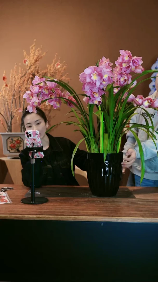 【闪购商品】盆景粉红露露 蕙兰