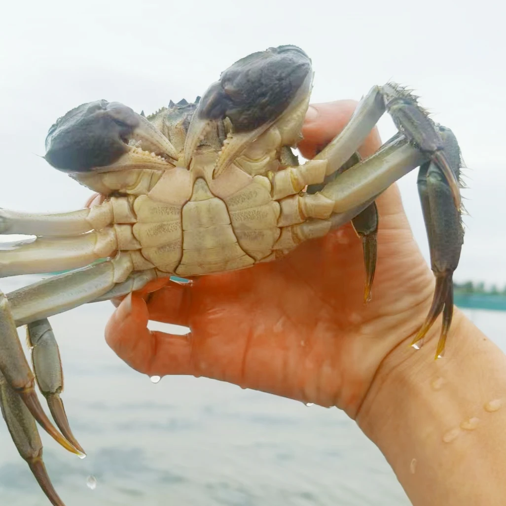 鲜活江苏大闸蟹母2.8-3.1两 公3.8-4.1两8只10只鲜活顺丰包邮