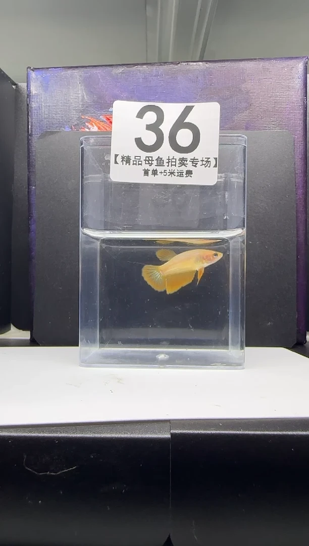 斗鱼母鱼编号：36