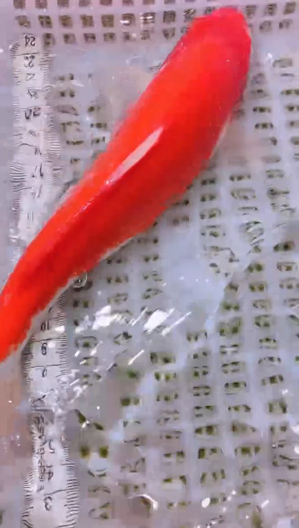 锦鲤冷水观赏鱼全场包邮156