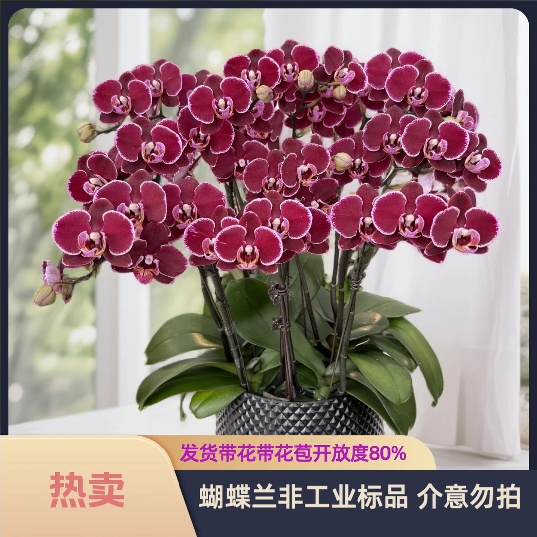 【蒙彼利埃】-梦茜儿的花坊-欧洲纯进口品质花卉盆栽蝴蝶兰